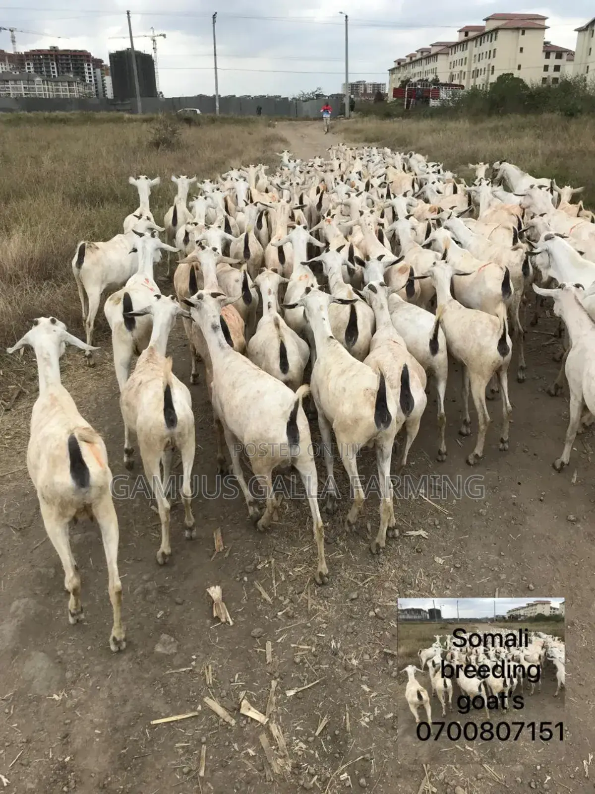 Galla Goats