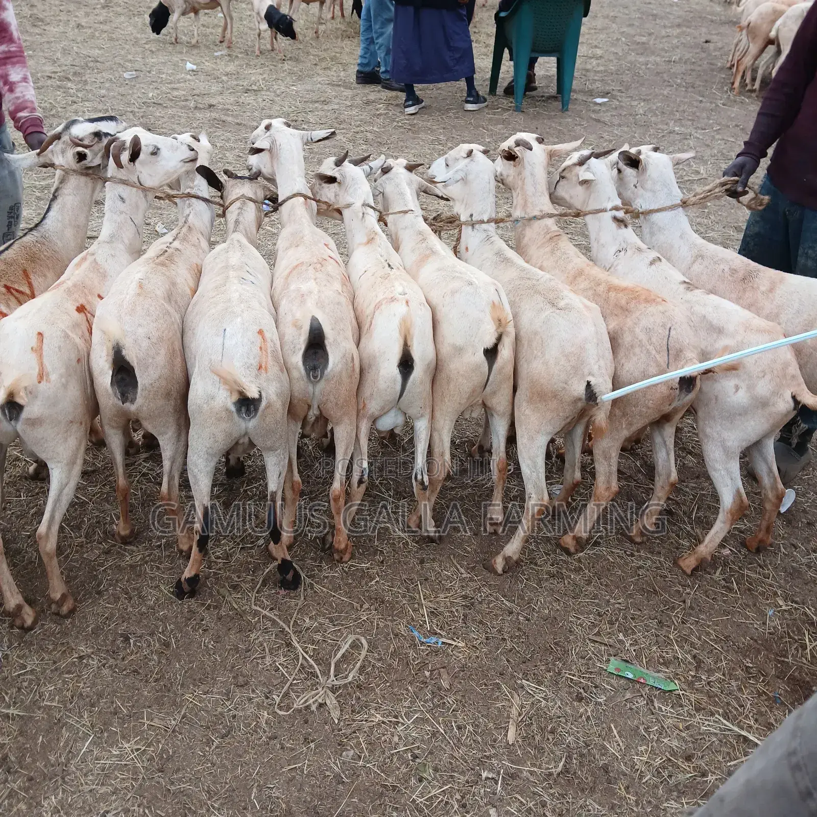 Galla Goats