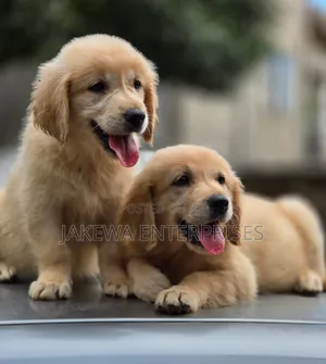 1-3 months Female Purebred Golden Retriever