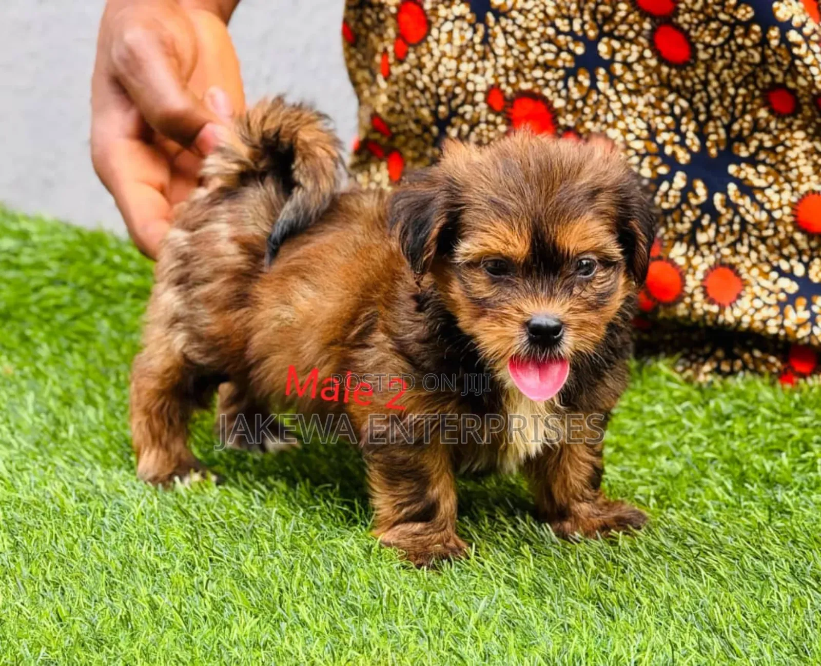 1-3 months Male Purebred Lhasa Apso