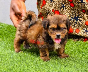 1-3 months Male Purebred Lhasa Apso