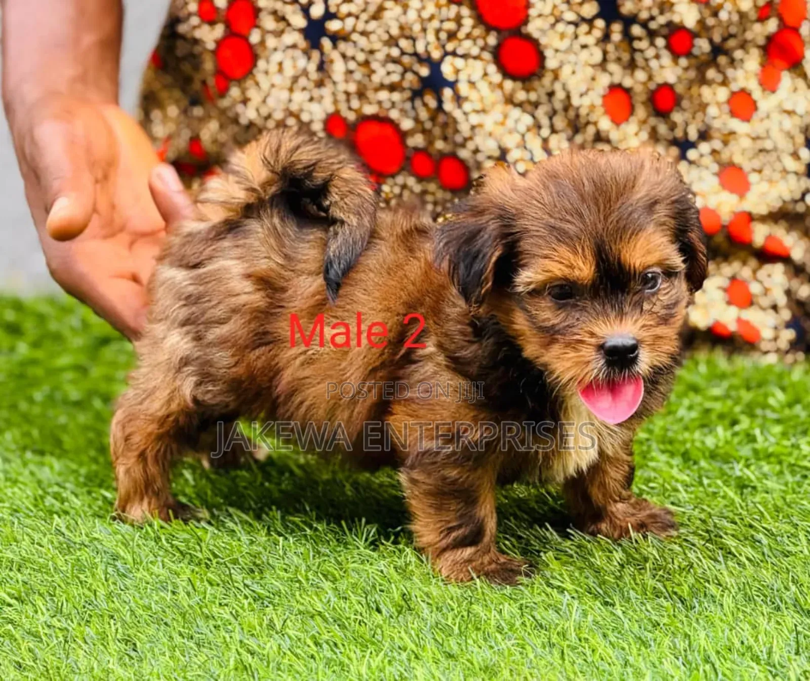 1-3 months Male Purebred Lhasa Apso