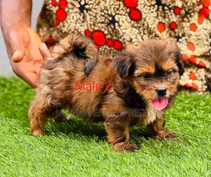 1-3 months Male Purebred Lhasa Apso