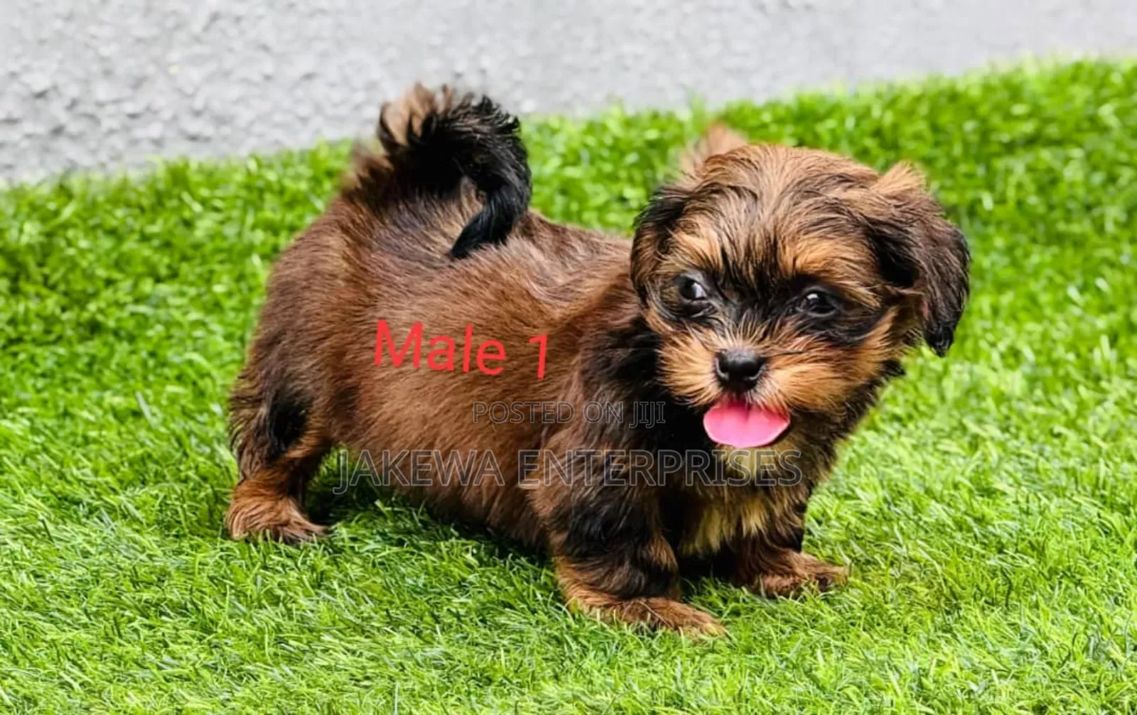 1-3 months Male Purebred Lhasa Apso