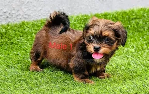 1-3 months Male Purebred Lhasa Apso