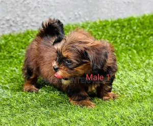 1-3 months Male Purebred Lhasa Apso
