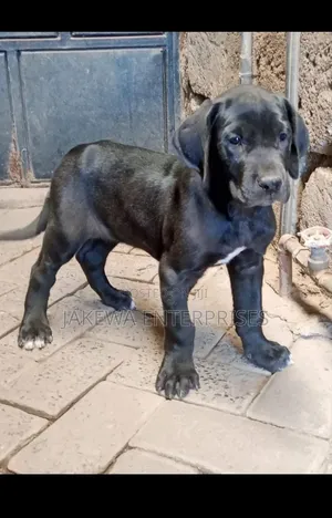 1-3 months Female Purebred Great Dane