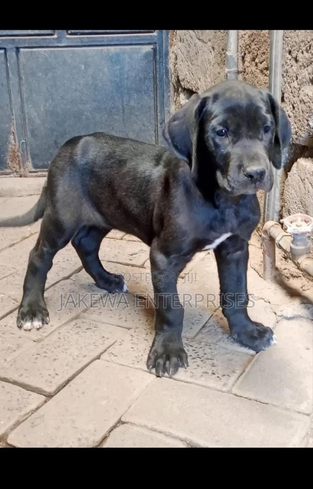1-3 months Female Purebred Great Dane