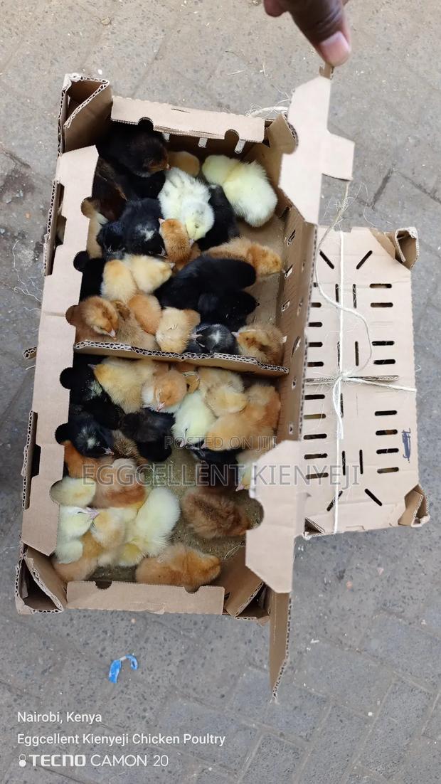 F1 1-3 Day Old Improved Kienyeji Chicks - main view