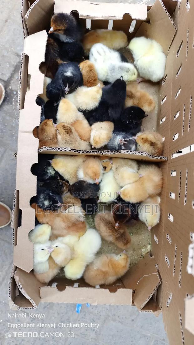 F1 1-3 Day Old Improved Kienyeji Chicks - thumbnail 3