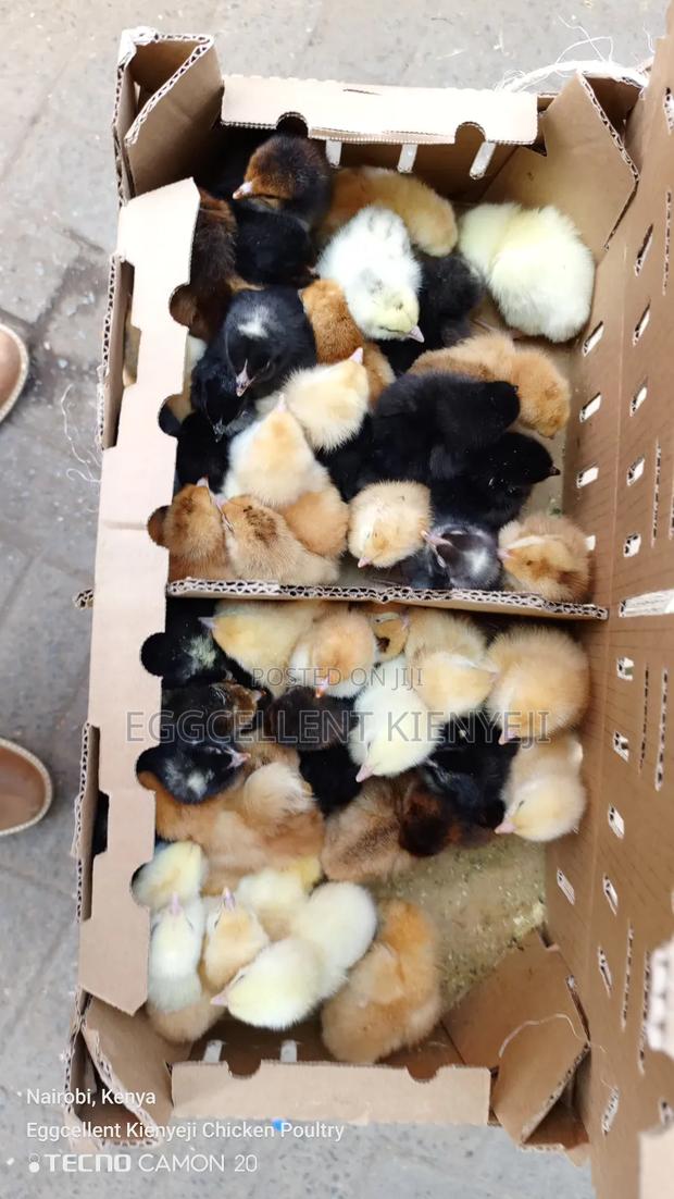 F1 1-3 Day Old Improved Kienyeji Chicks - thumbnail 4