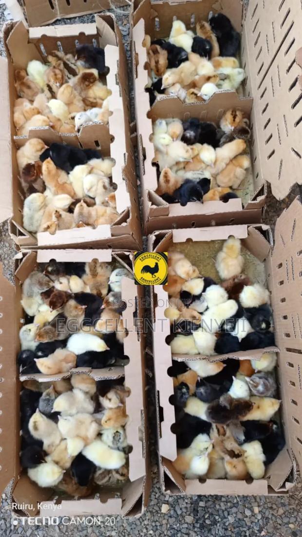 F1 1-3 Day Old Improved Kienyeji Chicks - thumbnail 5