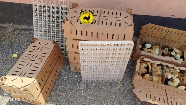 F1 1-3 Day Old Improved Kienyeji Chicks - thumbnail 6