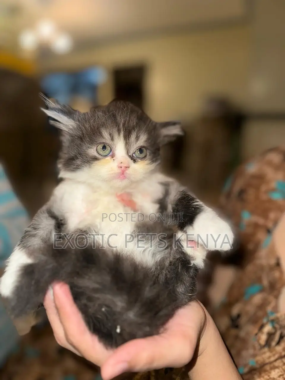 1-3 months Female Purebred Persian