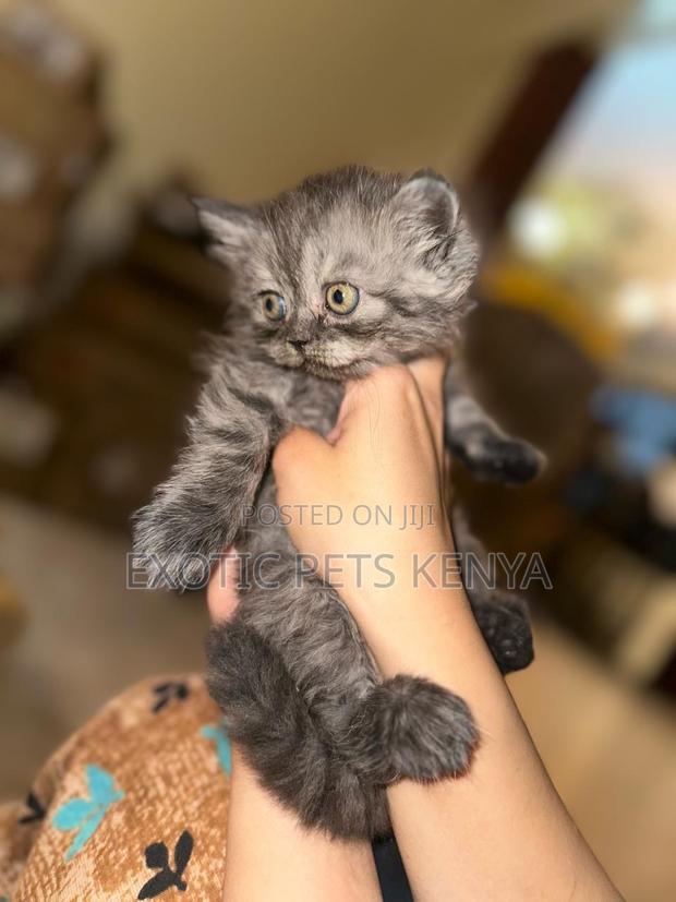 1-3 months Female Purebred Persian - main view