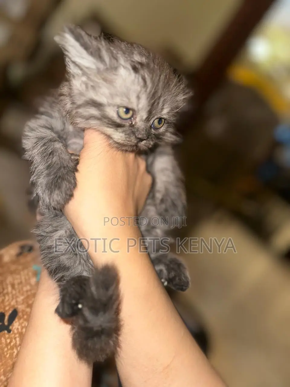 1-3 months Female Purebred Persian