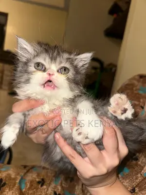 1-3 months Male Purebred Persian
