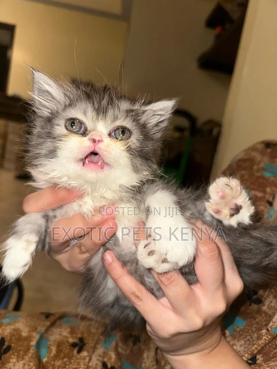 1-3 months Male Purebred Persian
