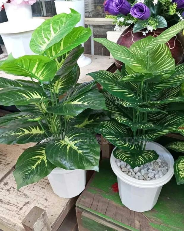 New House/Office Plants - main view