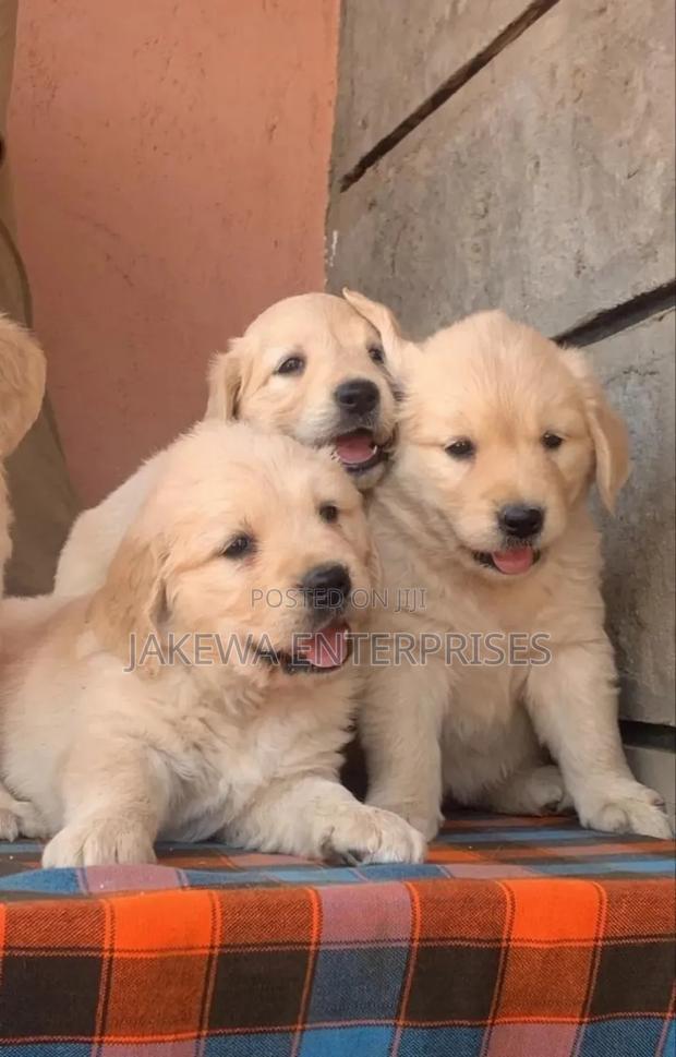 1-3 months Male Purebred Golden Retriever