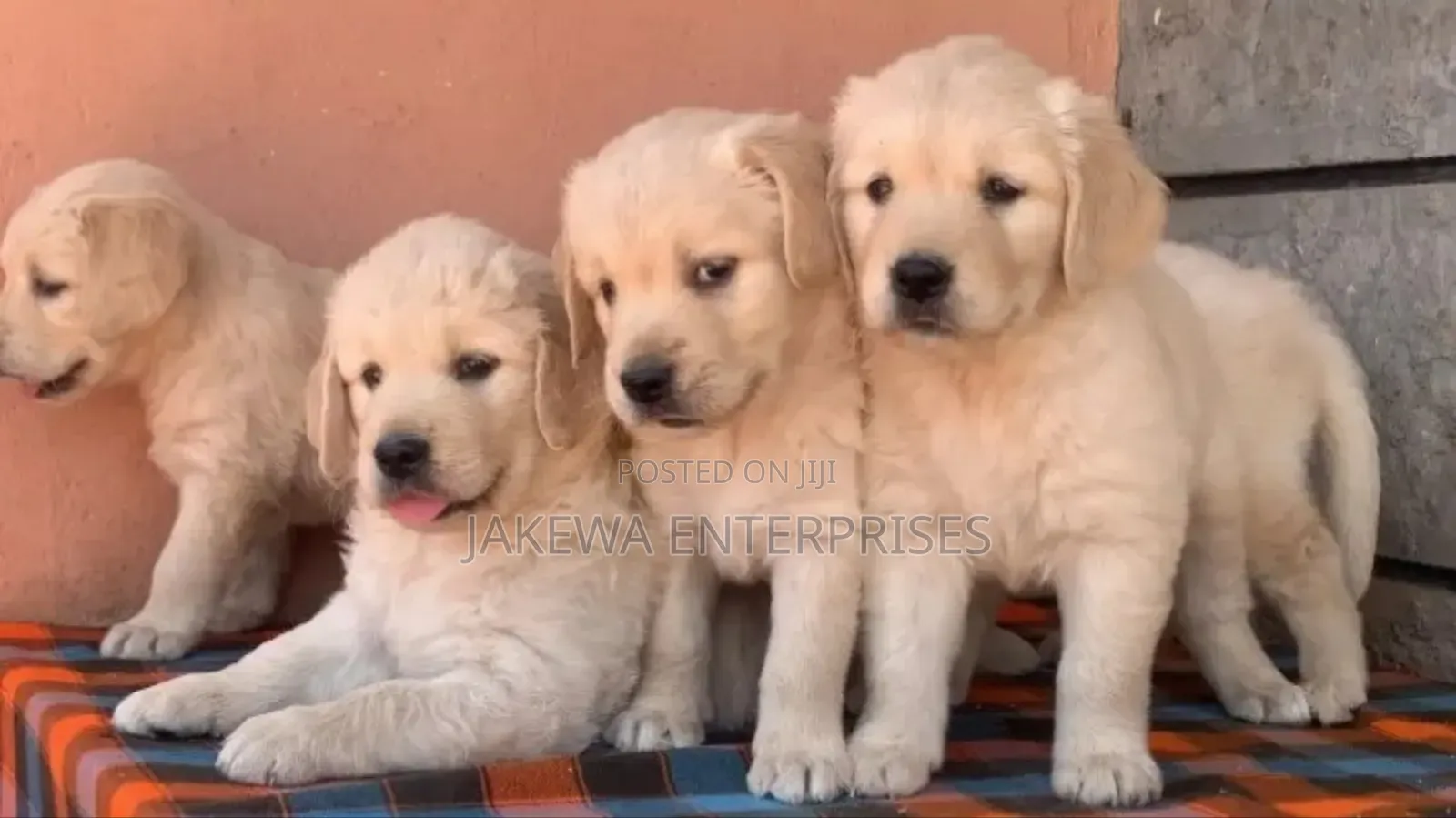 1-3 months Female Purebred Golden Retriever