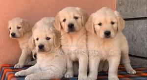 1-3 months Female Purebred Golden Retriever - thumbnail 2