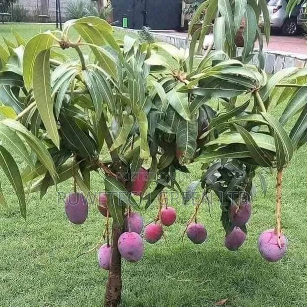 Dwarf Tommy Mangoes