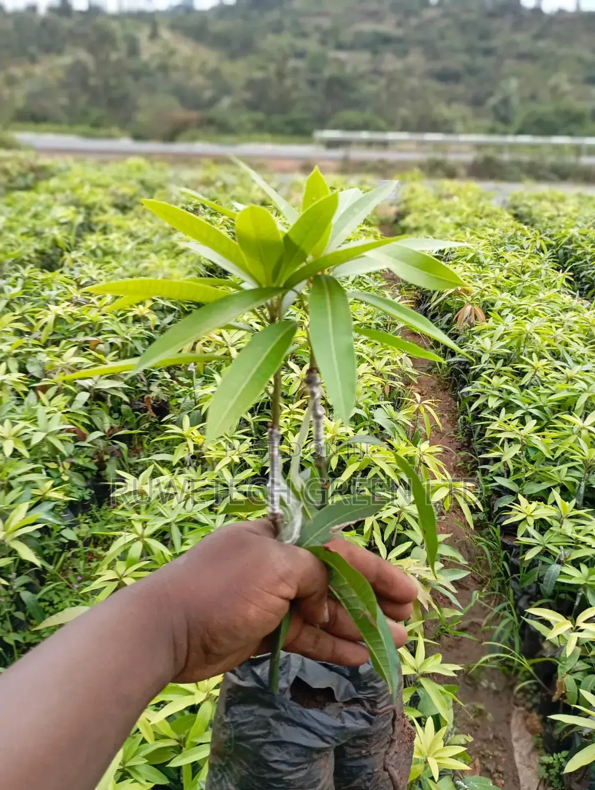 Dwarf Tommy Mangoes