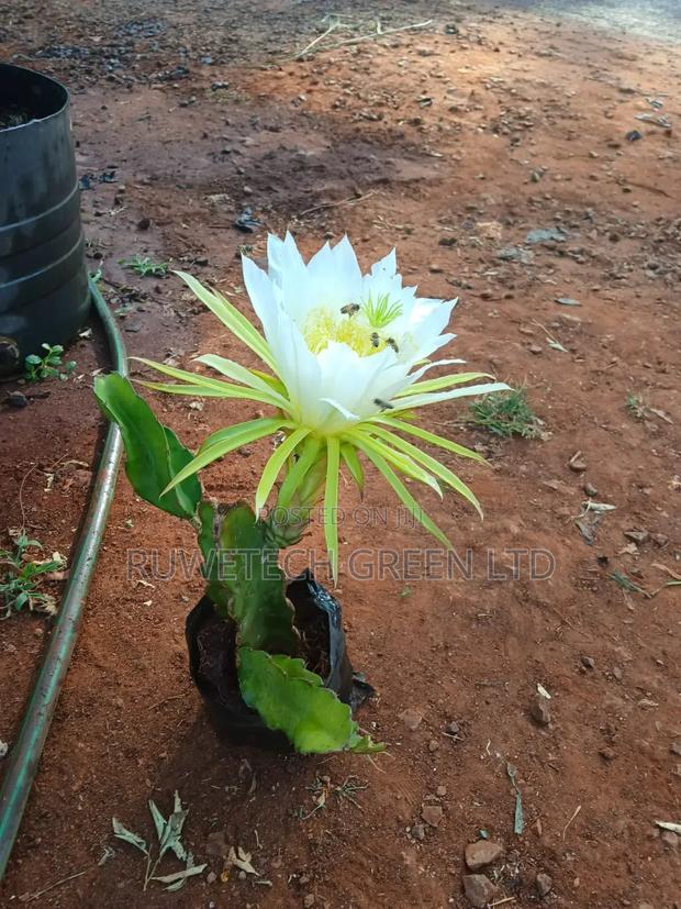 Dragon Fruit Cuttings