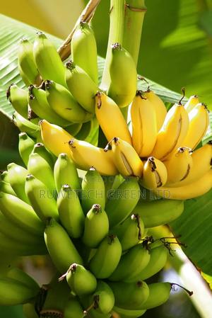 Sweet Banana Seedlings - main view