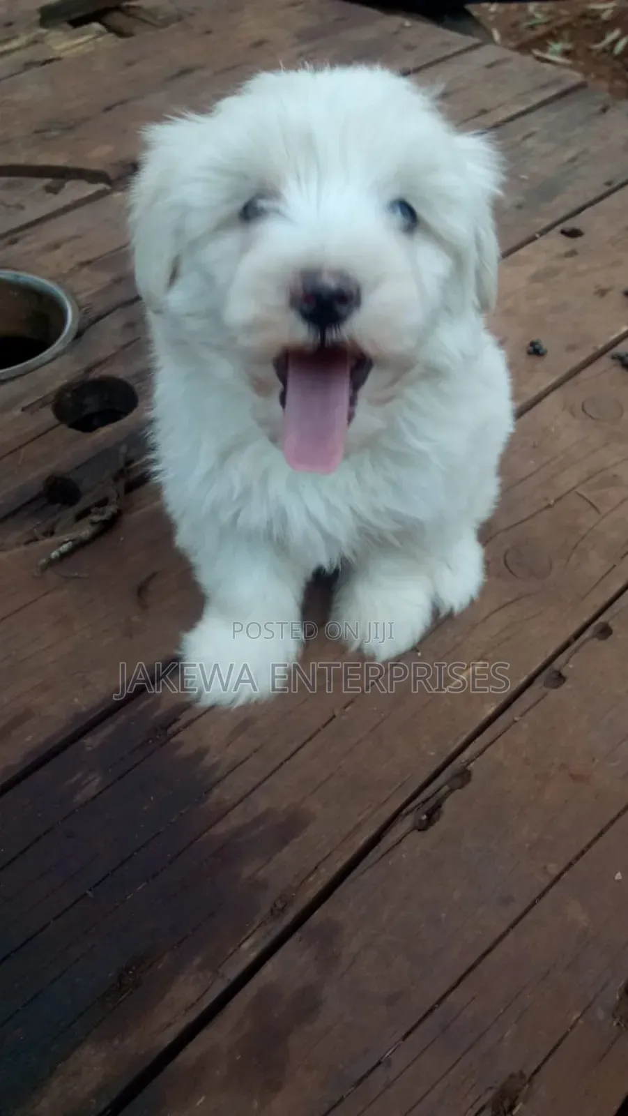 1-3 months Male Purebred Havanese