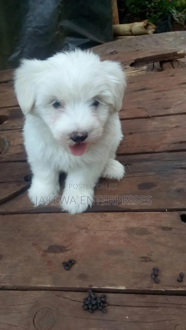 1-3 months Female Purebred Havanese - main view