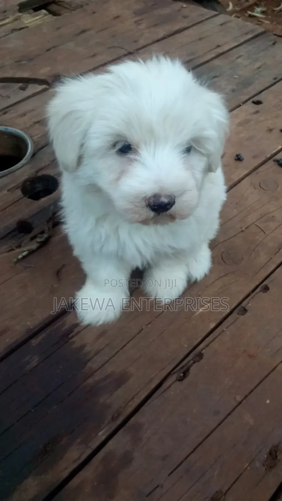 1-3 months Male Purebred Havanese
