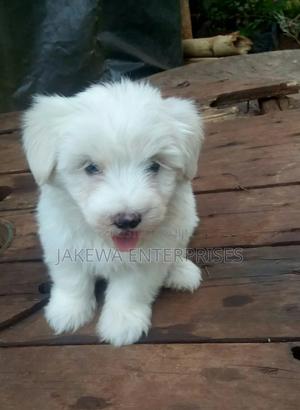1-3 months Female Purebred Havanese - thumbnail 2