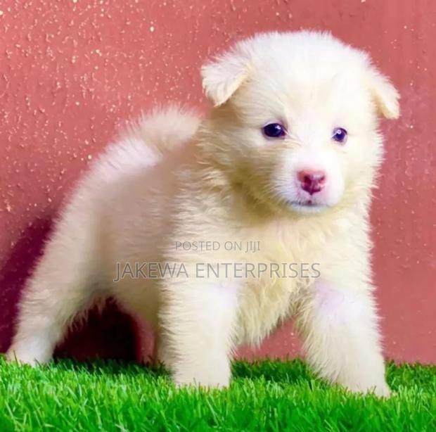 1-3 months Female Purebred Havanese - main view