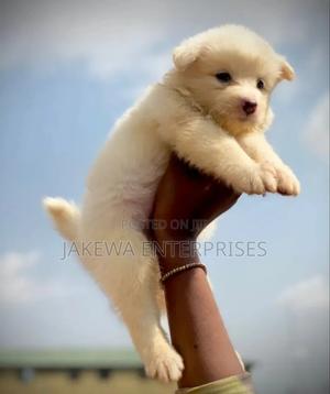 1-3 months Female Purebred Havanese - thumbnail 2