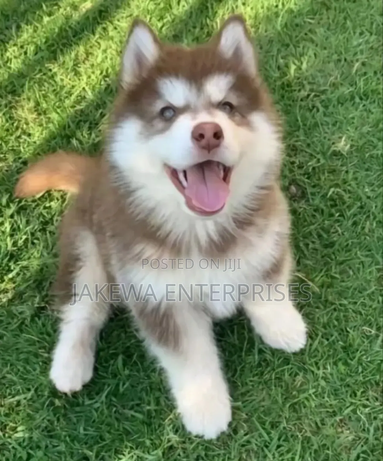 1-3 months Male Purebred Siberian Husky