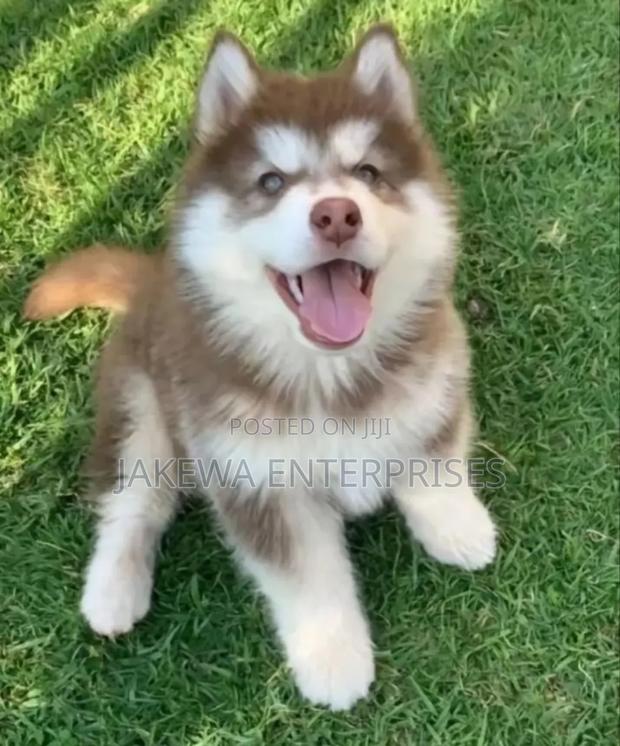 1-3 months Male Purebred Siberian Husky