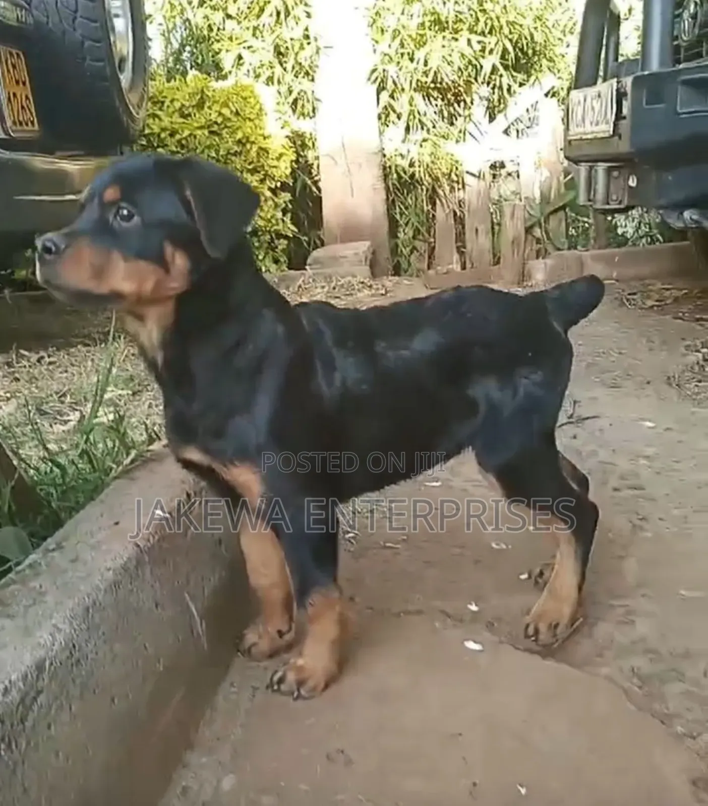 1-3 months Male Purebred Rottweiler
