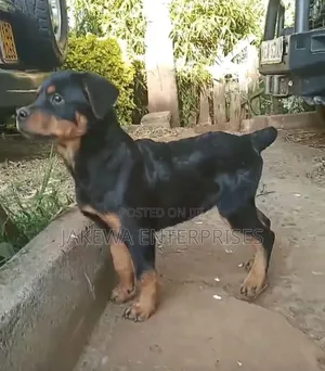 1-3 months Male Purebred Rottweiler