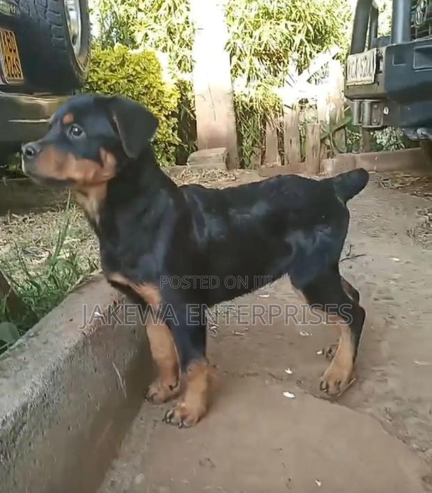 1-3 months Male Purebred Rottweiler - main view