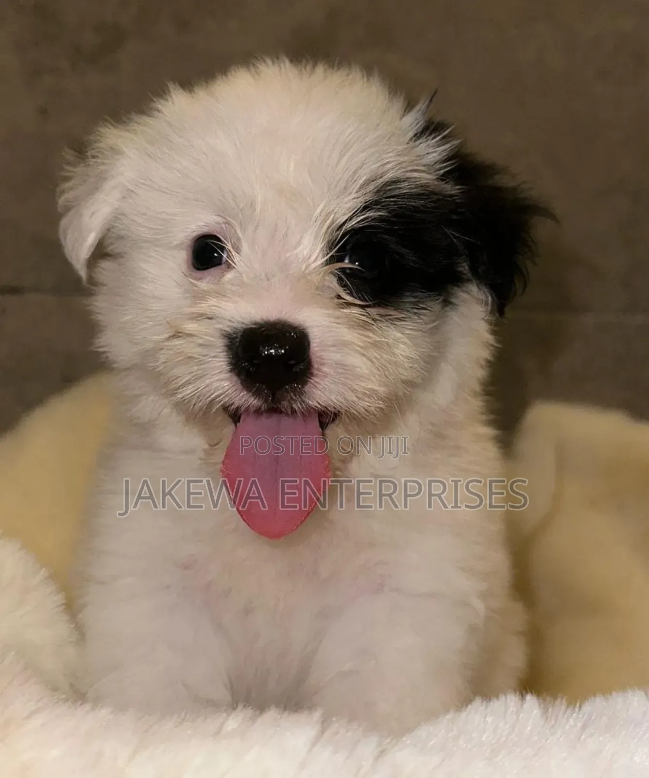 1-3 months Male Purebred Havanese