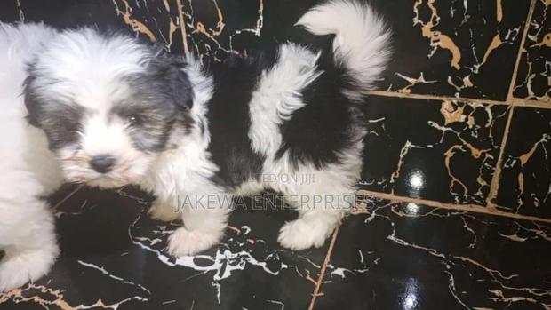1-3 months Female Purebred Havanese