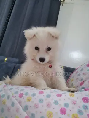 1-3 months Male Purebred Japanese Spitz