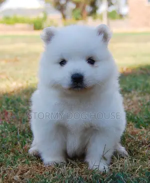 1-3 months Male Purebred Japanese Spitz