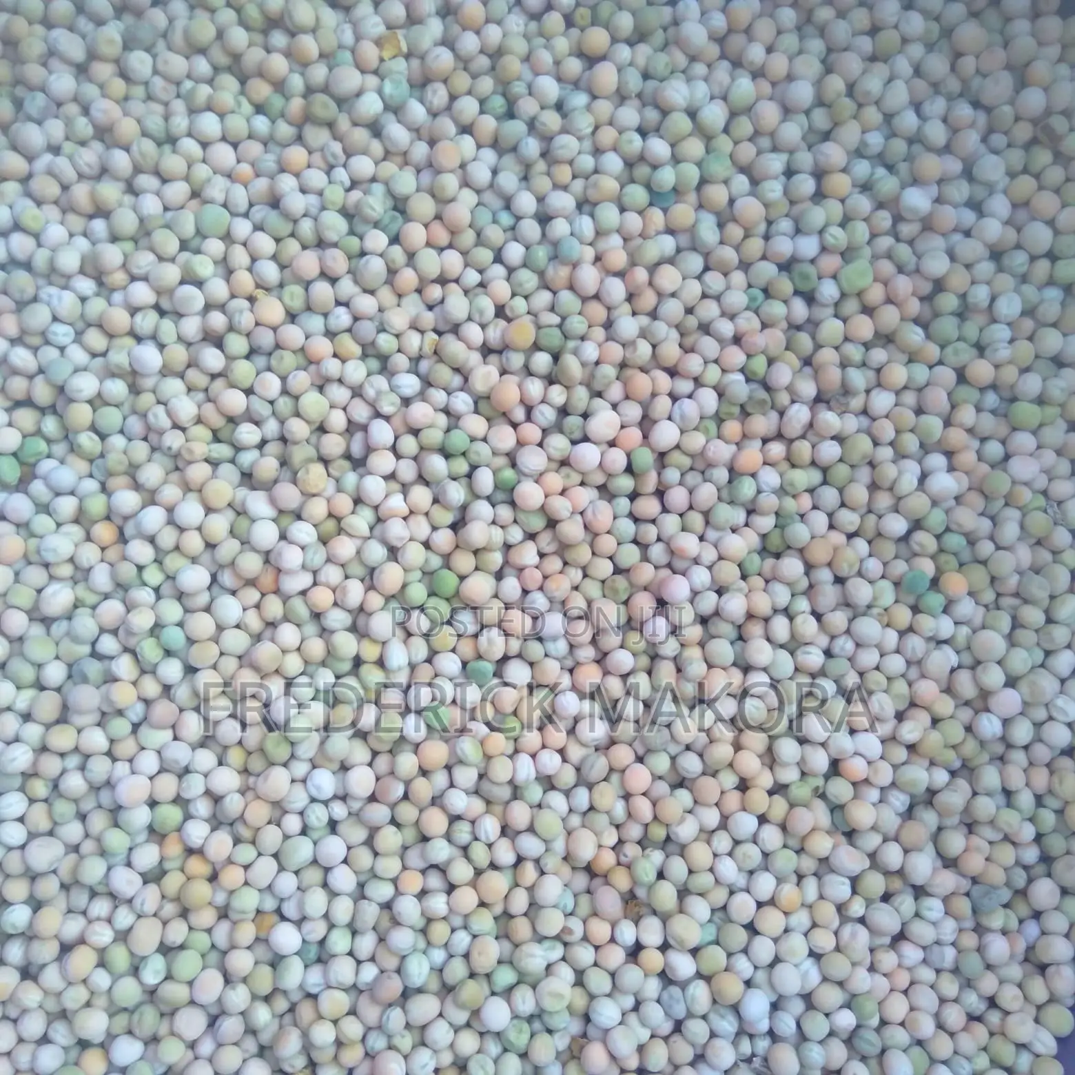 Minji/Green Peas