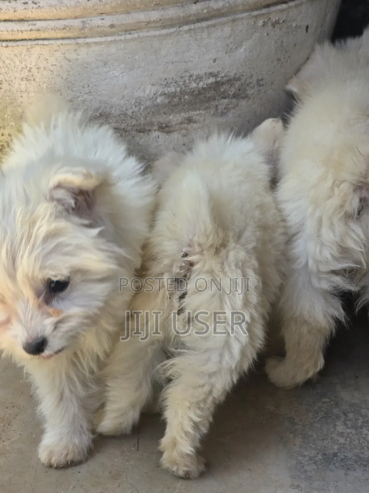 1-3 months Male Purebred Japanese Spitz