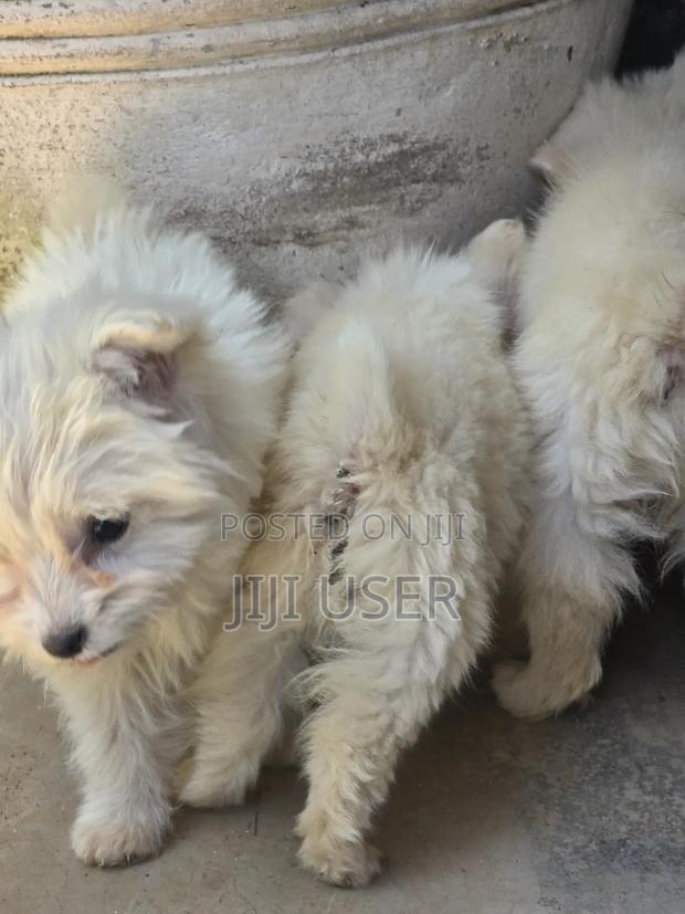 1-3 months Male Purebred Japanese Spitz - thumbnail 2