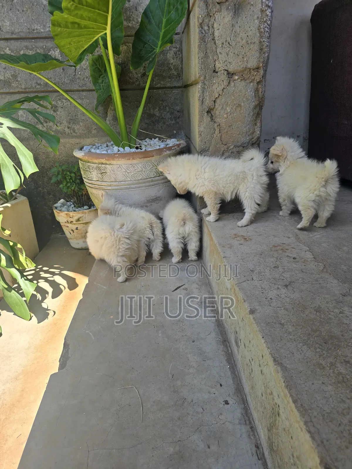 1-3 months Male Purebred Japanese Spitz