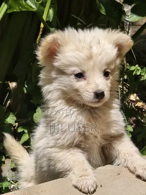 1-3 months Male Purebred Japanese Spitz